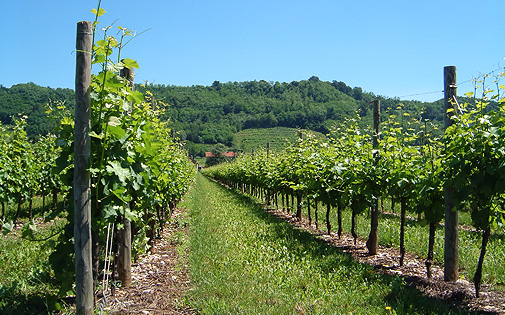 Friuli, matrimoni e buon vino
