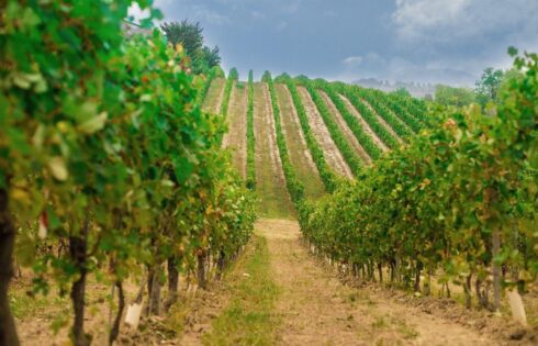 I migliori vini di Vignale Monferrato